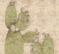 Tapeta Wall&Deco Cactus Juice WDCJ1401 Contemporary 14