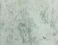 Tapeta Designers Guild PDG716/04 Jardin des plantes
