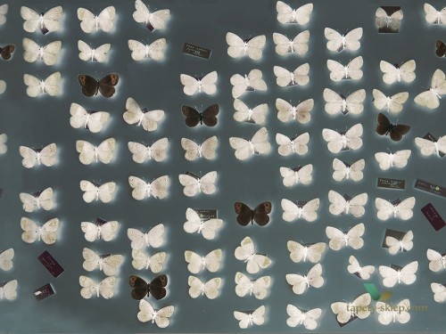 Fototapeta Wall&Deco WDXR1802 X-RAY Contemporary 2018