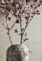 Tapeta Thibaut T57183 Arrowroot Texture Resource 5