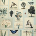 Tapeta John Derian PJD6001/02 Picture Book