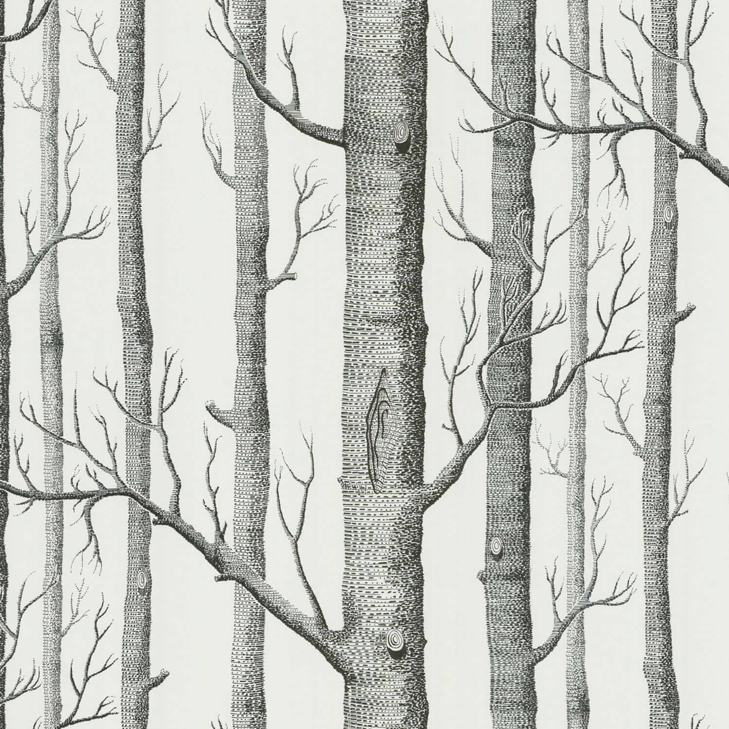 Tapeta w brzozy do sypialni w klasycznym stylu 6912147 Woods Cole & Son The Contemporary Selection 