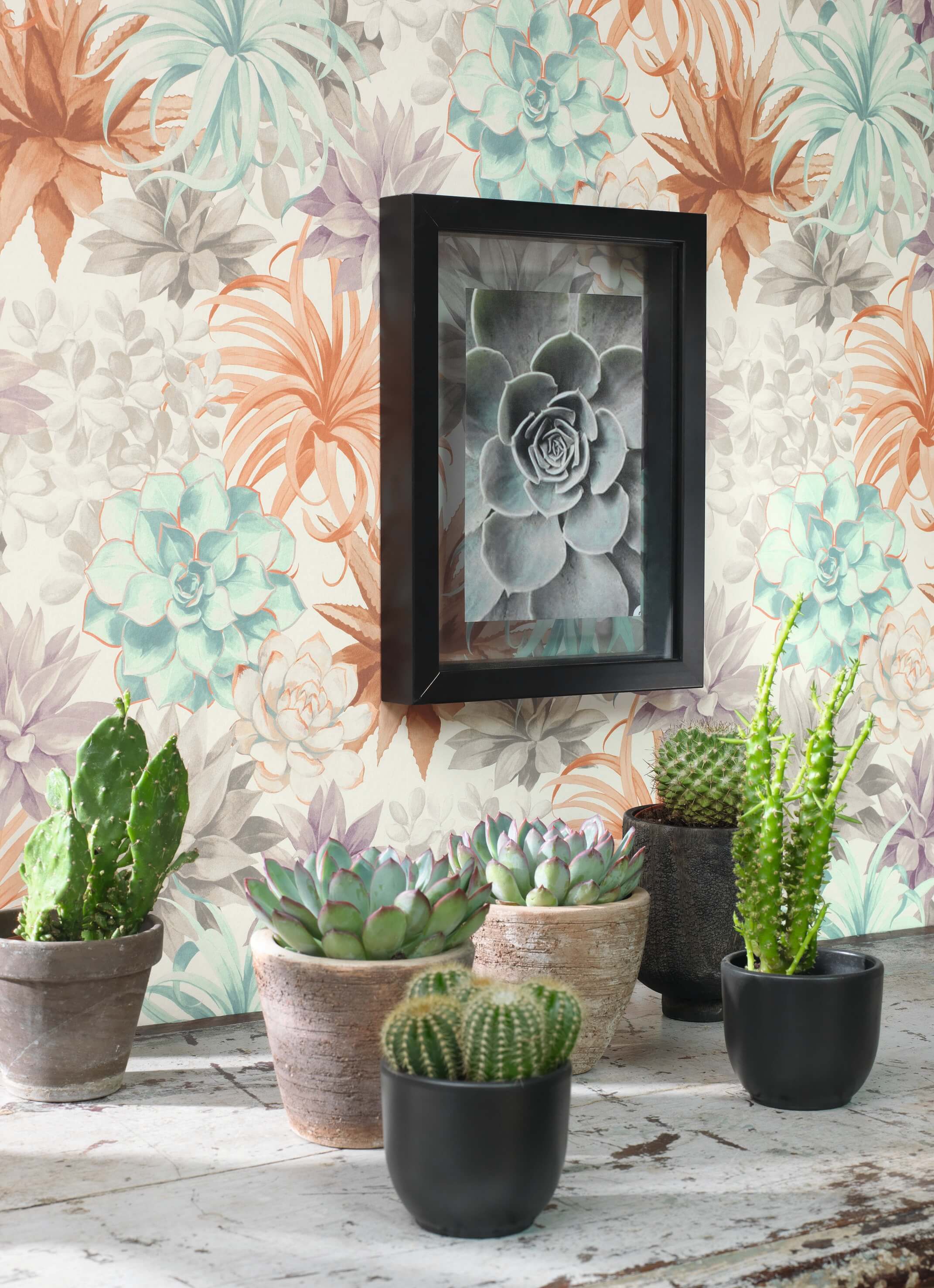 Tapeta Roślinna Casadeco BOTA85914374 Echeveria Botanica