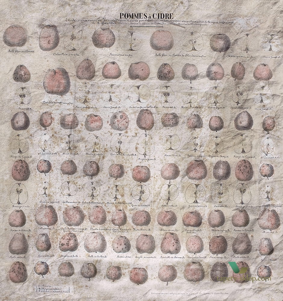 Fototapeta Wall&Deco WDPC1802 POMMES A CIDRE Contemporary 2018