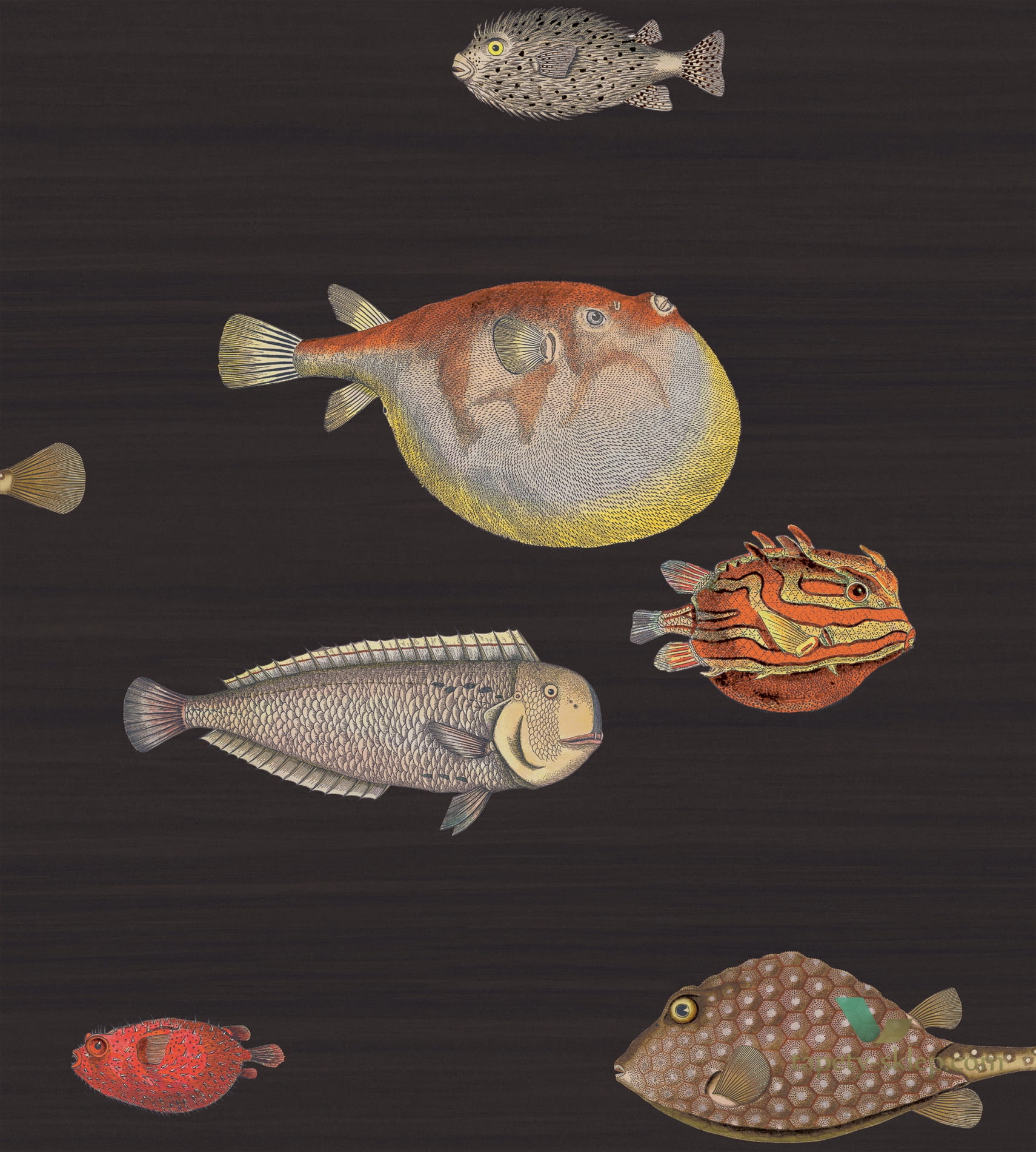 Tapeta Ryby Cole&Son Acquario 97/10048 Fornasetti Senza Tempo