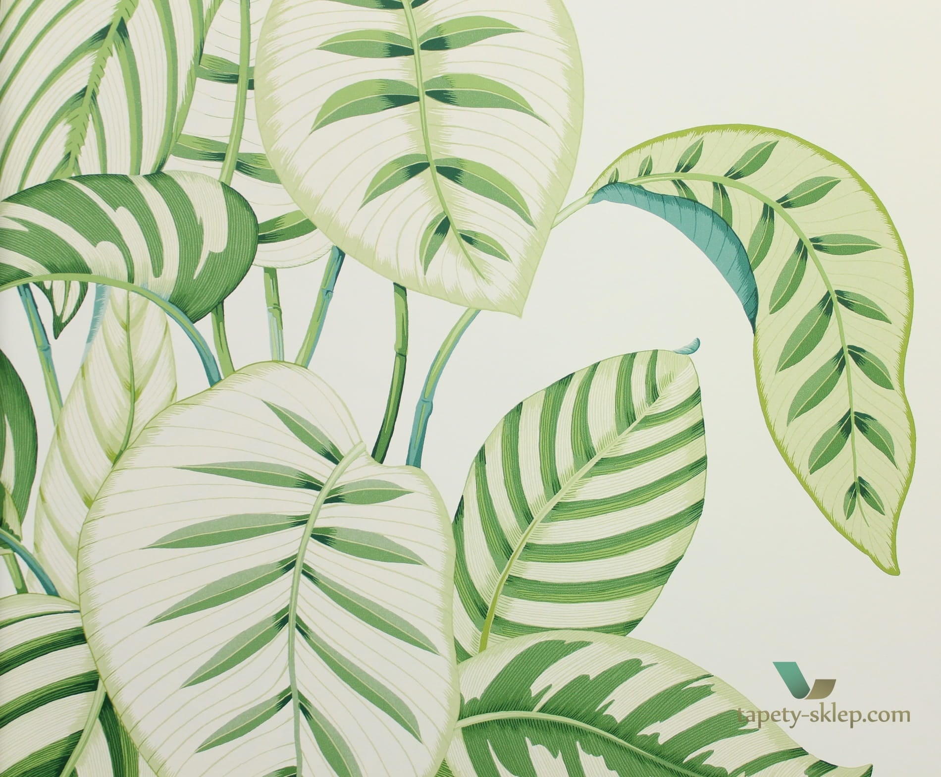 Tapeta liście Sanderson 216630 Calathea The Glasshouse