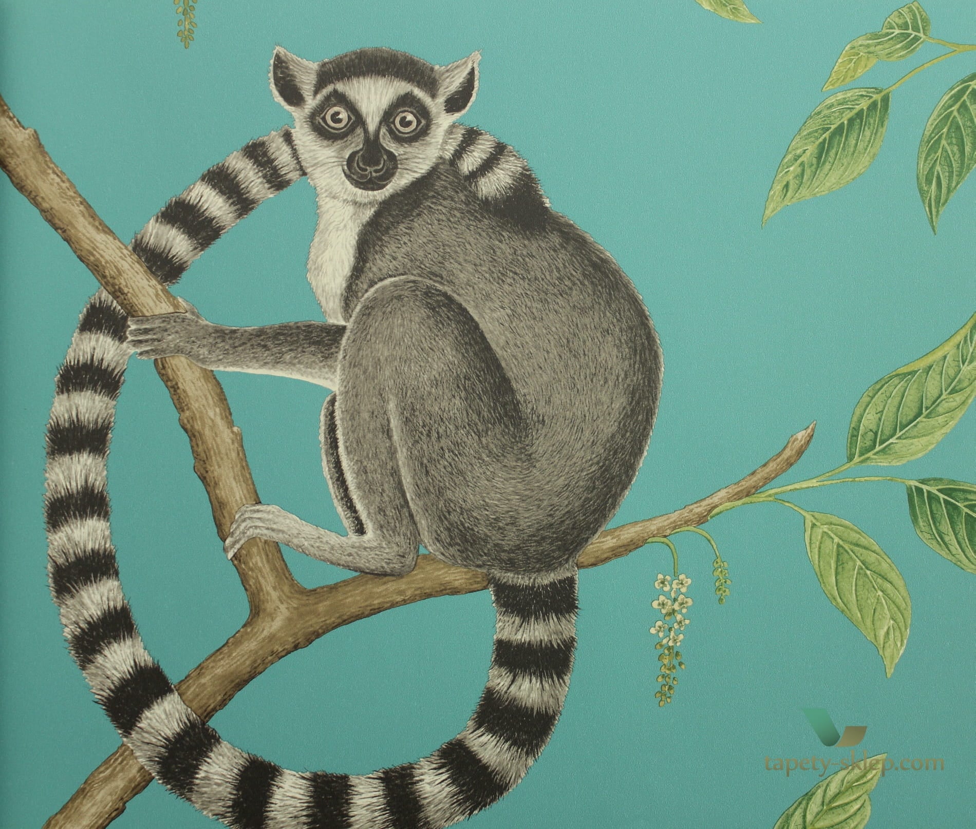 Tapeta lemury Sanderson 216663 Ringtailed Lemur The Glasshouse