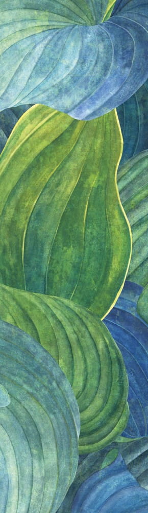 Mural liście Khroma DG2HOS1013 Hosta Aqua Wall Designs II