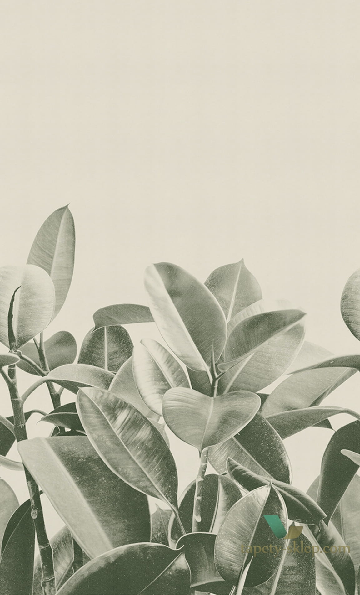 Tapeta London Art 18056 Rubber Plant