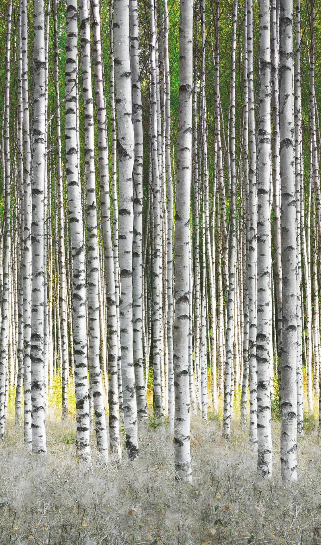 Fototapeta Las Brzozowy Marburg 47220 Smart Art Easy
