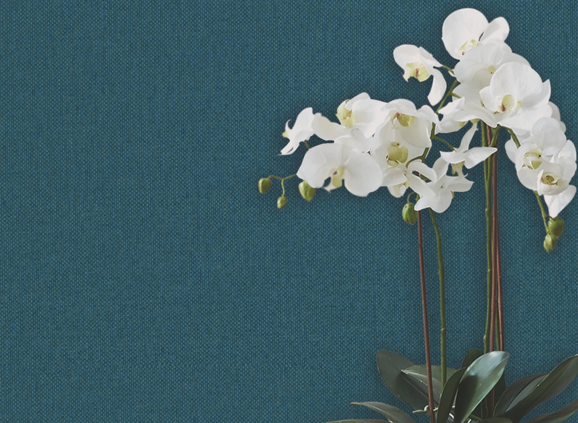 Tapeta Płótno J&V 6552 Baobab 181 Lemuria