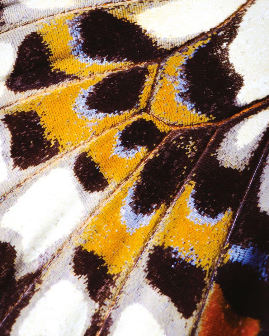 Mural Skrzydła Motyla Casadeco NICA87313418 Mariposa S Nicaragua