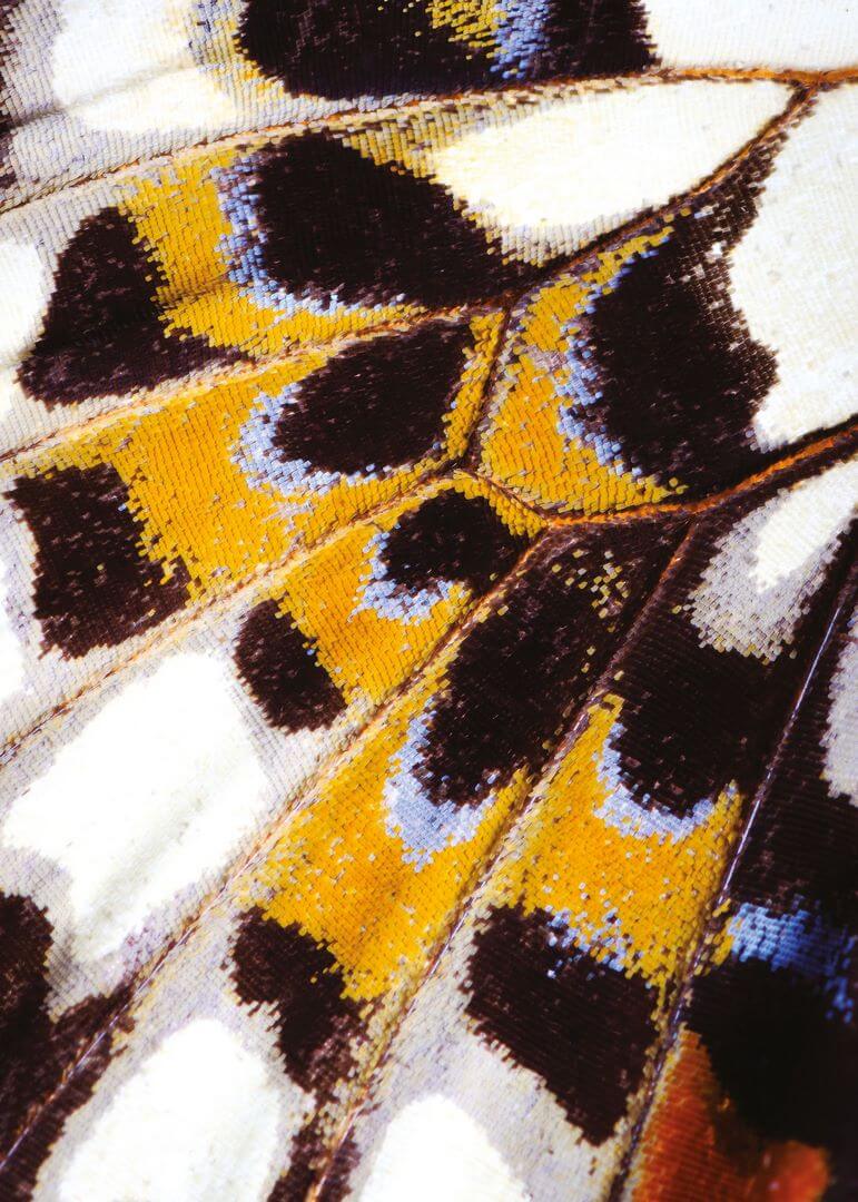 Mural Skrzydła Motyla Casadeco NICA87323418 Mariposa M Nicaragua