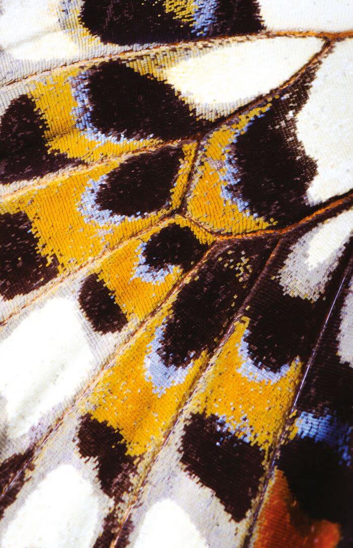 Mural Skrzydła Motyla Casadeco NICA87333418 Mariposa L Nicaragua