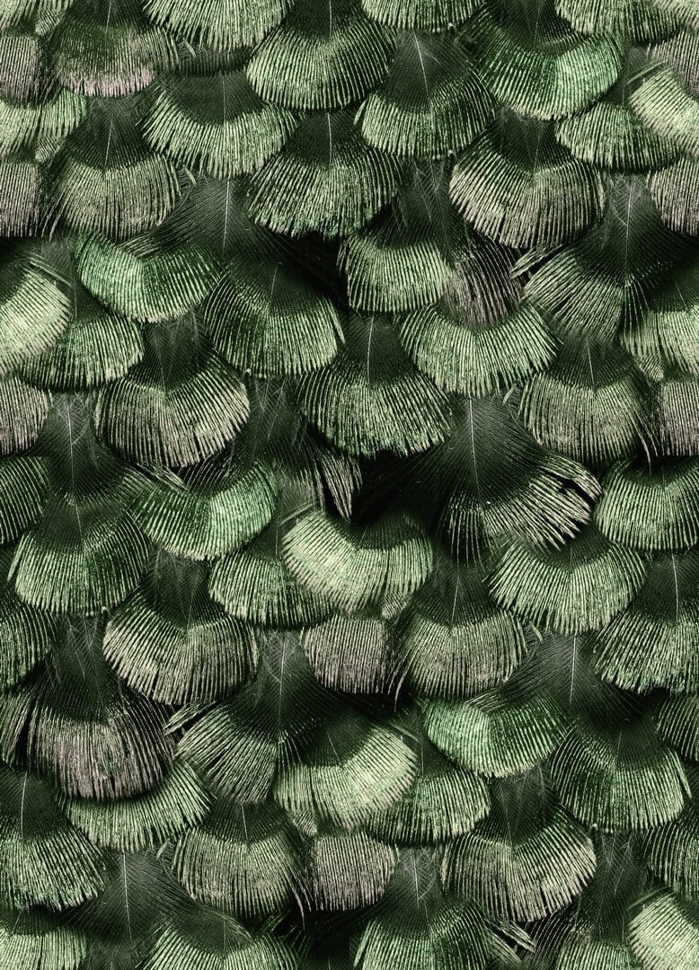 Tapeta pióra Rebel Walls R18554 Petite Peackock Plumage Jade Pops