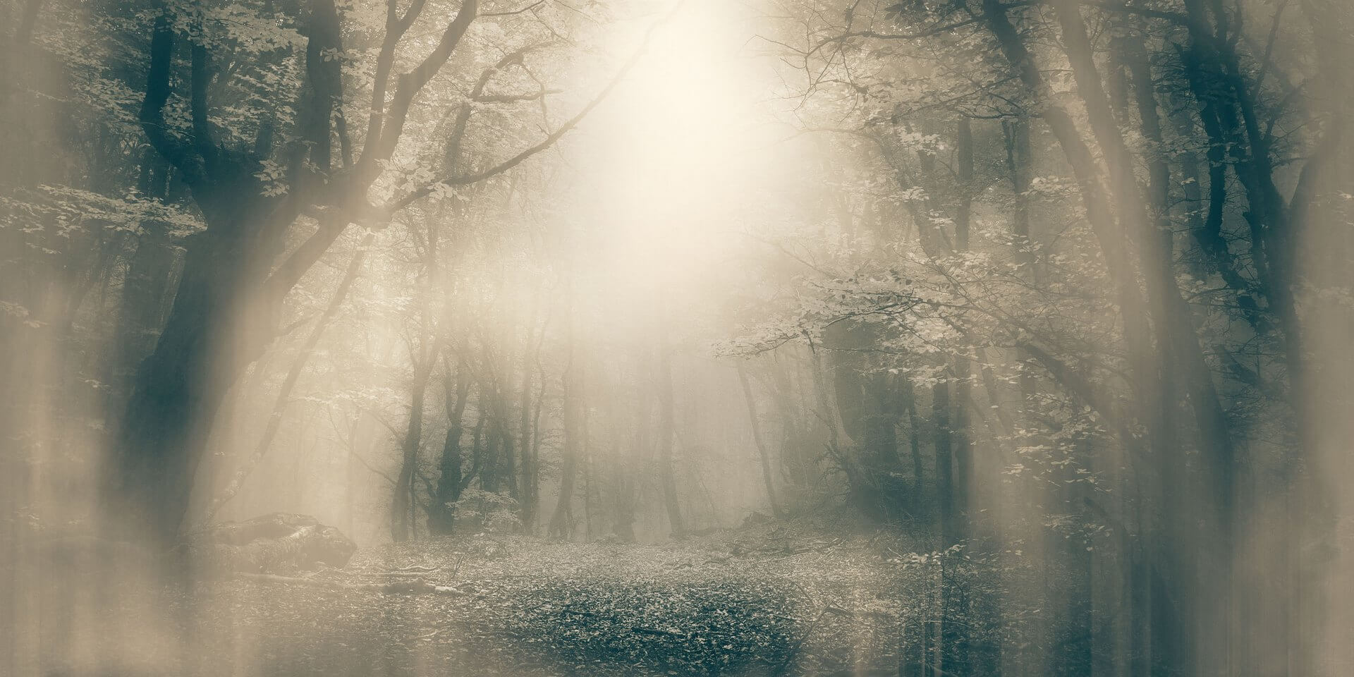 Tapeta zamglony las Inkiostro Bianco MOONLIGHT INKNEHA2201 Light And Shadows