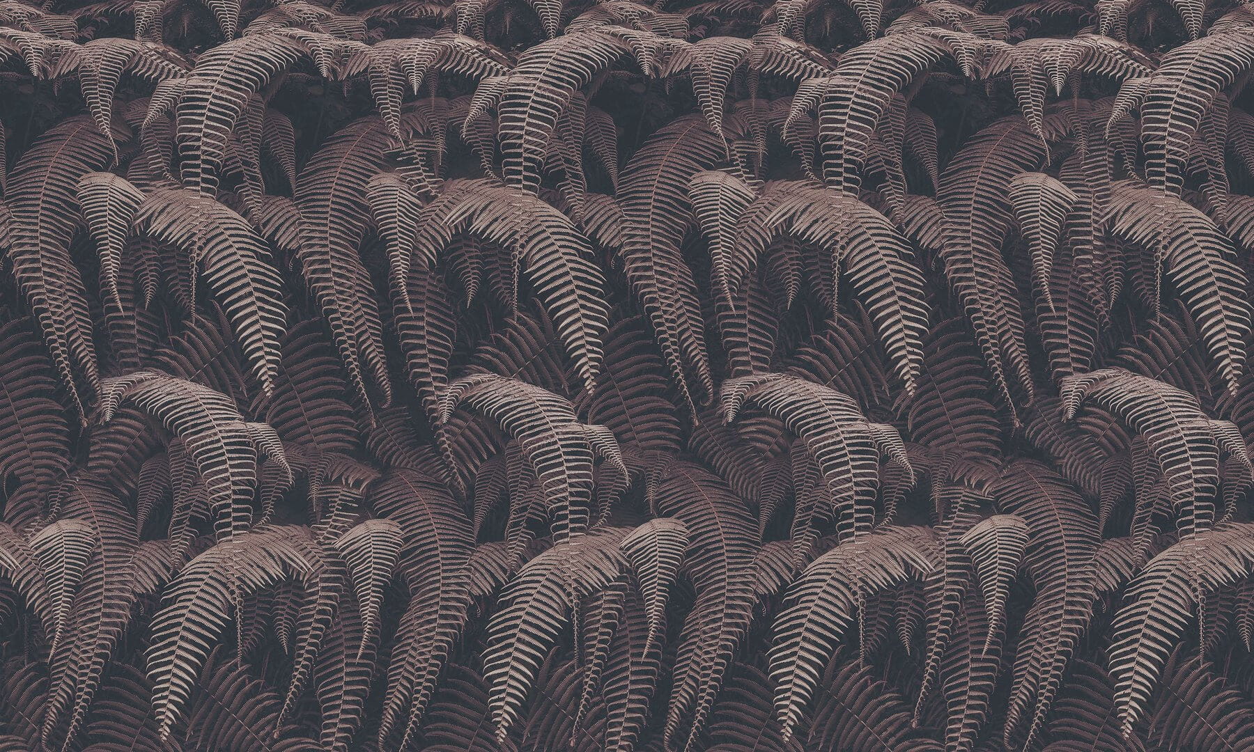 Tapeta liście paproci Inkiostro Bianco PHAEDRA INKRTAI2201 Light And Shadows