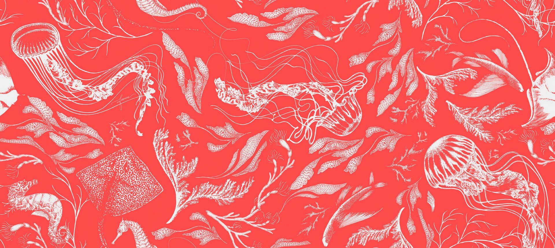 Fototapeta morskie rośliny i zwierzęta Tecnografica 73684-4 FEANNE: SEALIFE CORAL Art Collections