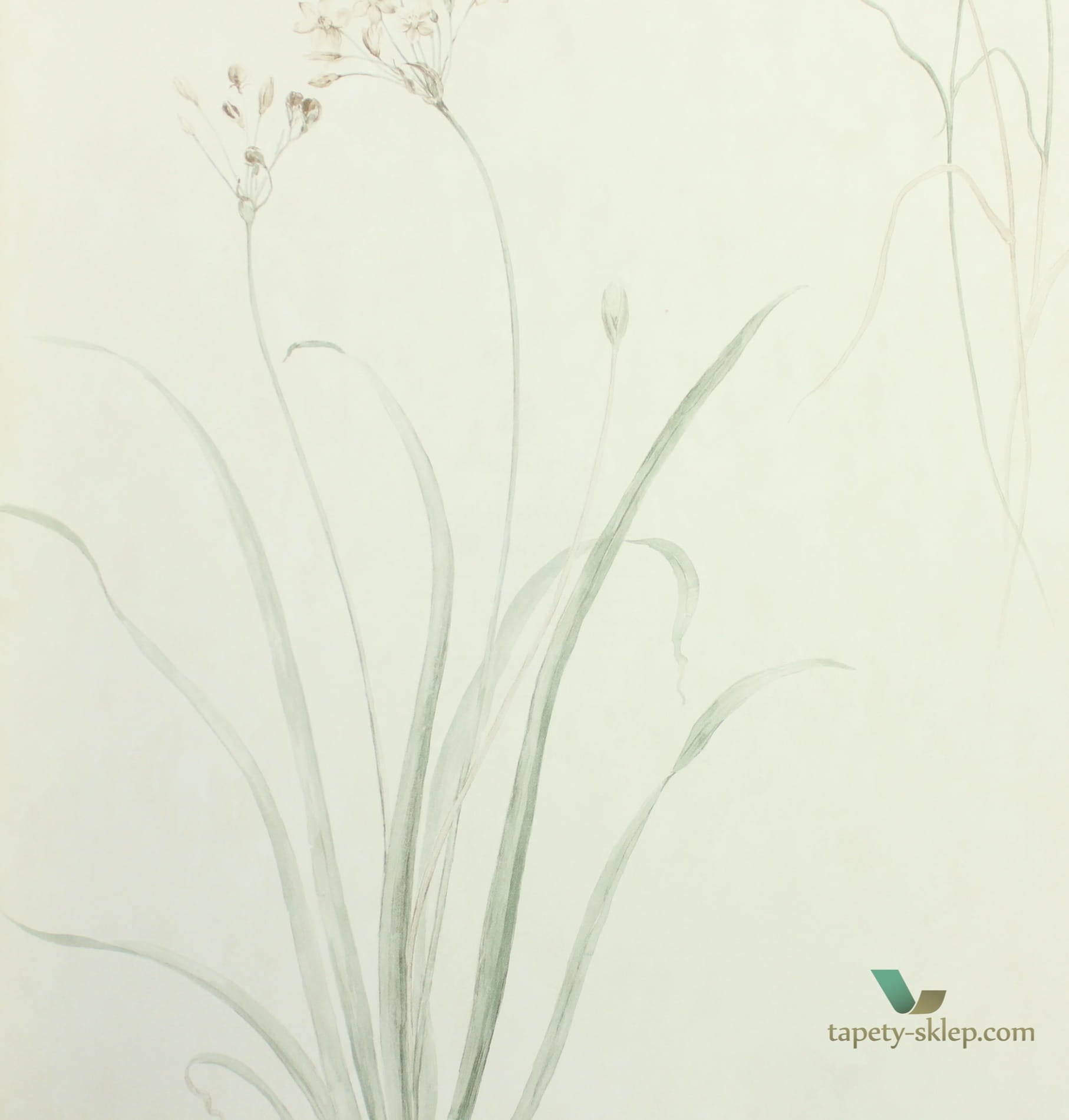 Tapeta łąka Sanderson 216488 Farne Grasses