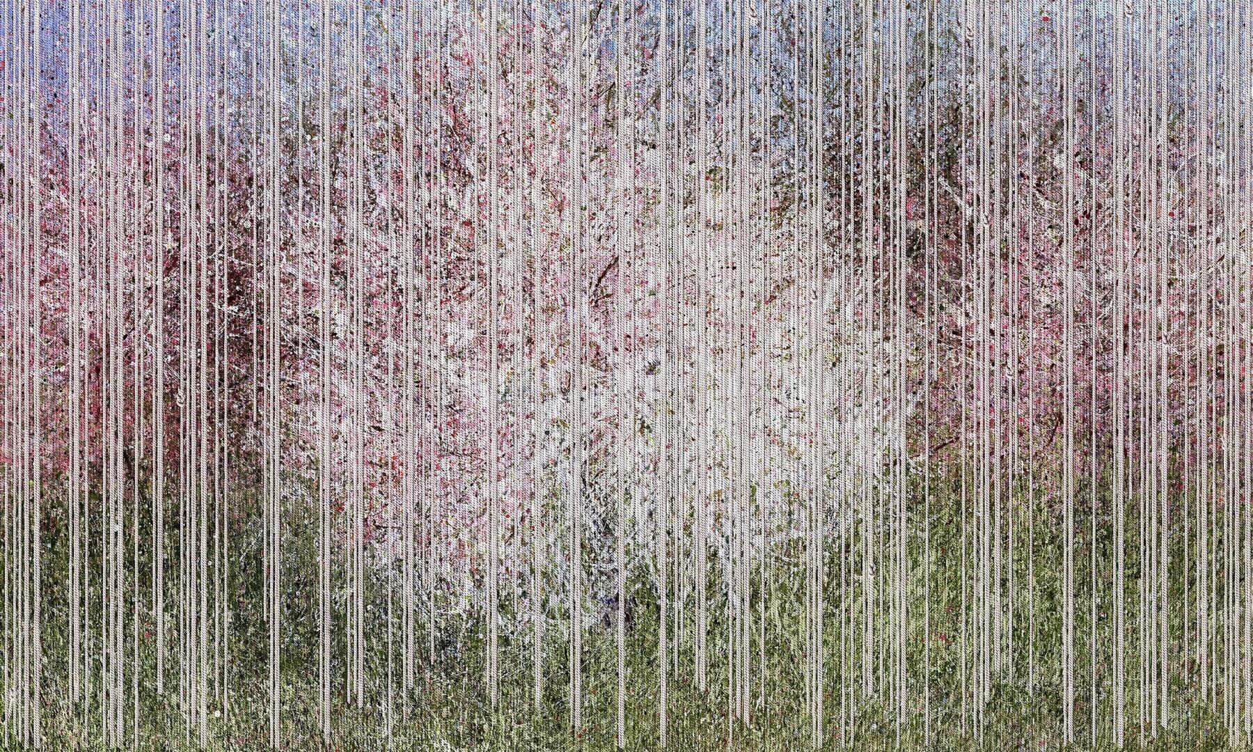 Fototapeta drzewa kwitnąca wiśnia Wonderwall Bloom 35052305