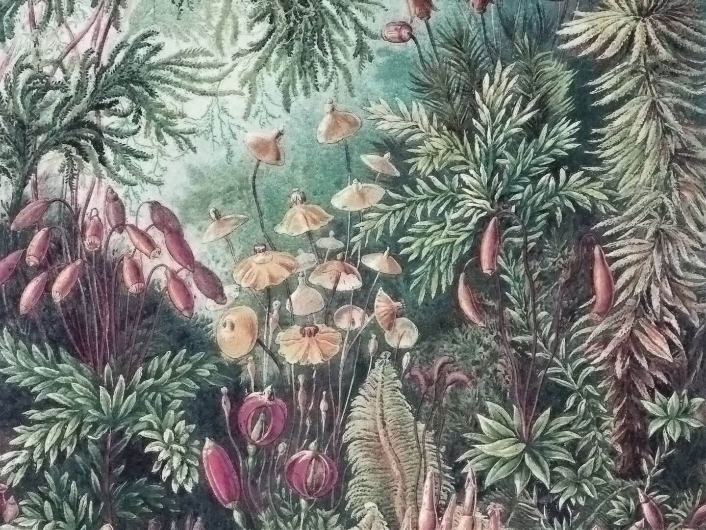 Fototapeta baśniowy las WallArt Fairytale