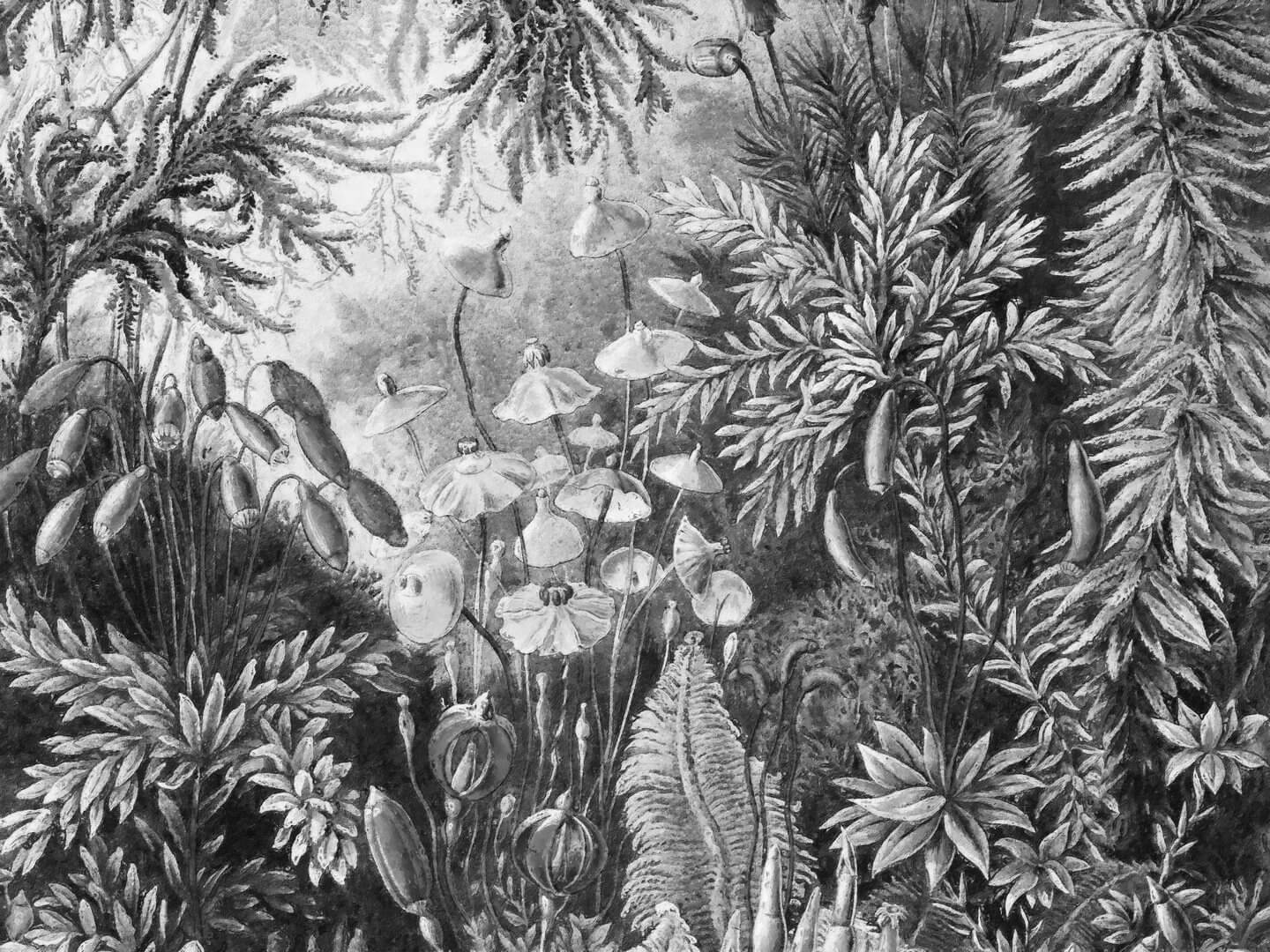 Fototapeta baśniowy las WallArt Fairytale B&W