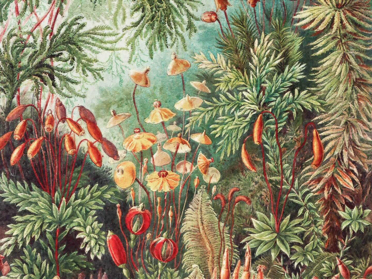 Fototapeta baśniowy las WallArt Fairytale Vivid