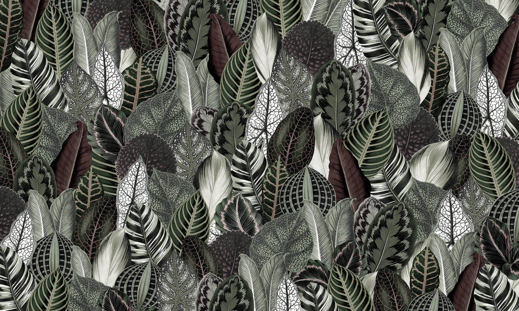 Fototapeta liście Wonderwall Botanica 35-0504-01