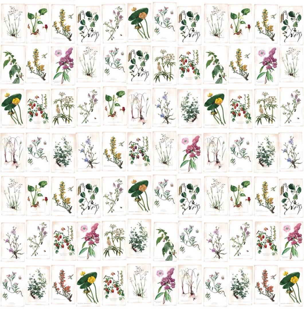 Mural zielnik vintage PaperMint FLEURS SAUVAGES Parchemin R008 Les Essentiels