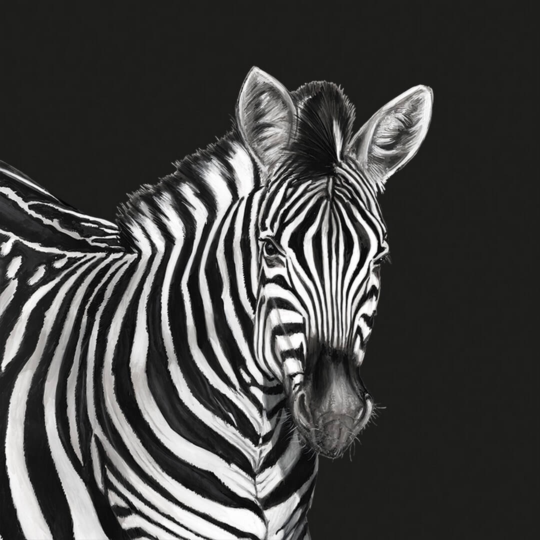 Mural zebra Dolce & Gabbana TCW001 TCAI5 UZ005 N.1