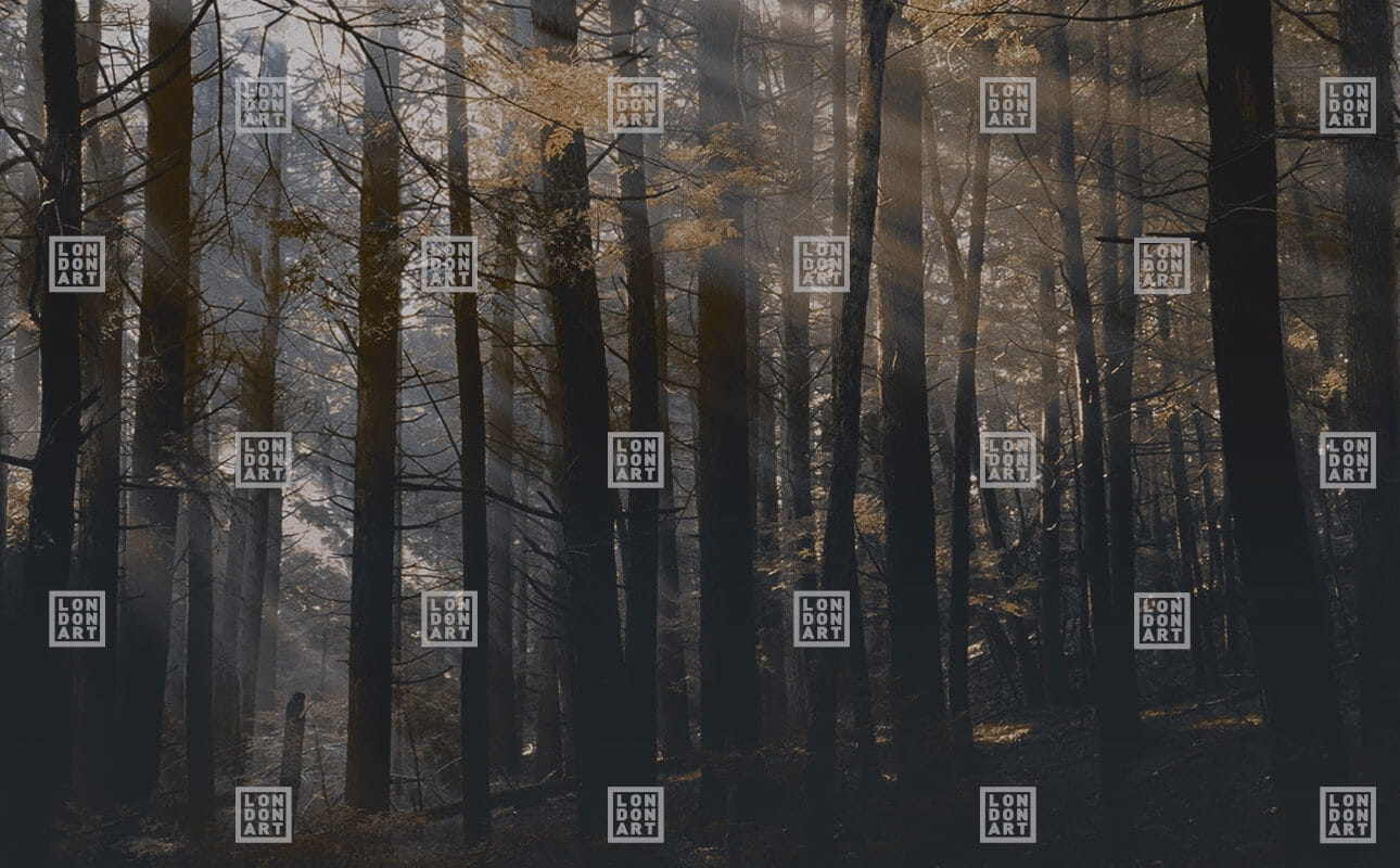 Fototapeta las London Art DSQ2W01-1 Canadian Forest Dsquared2
