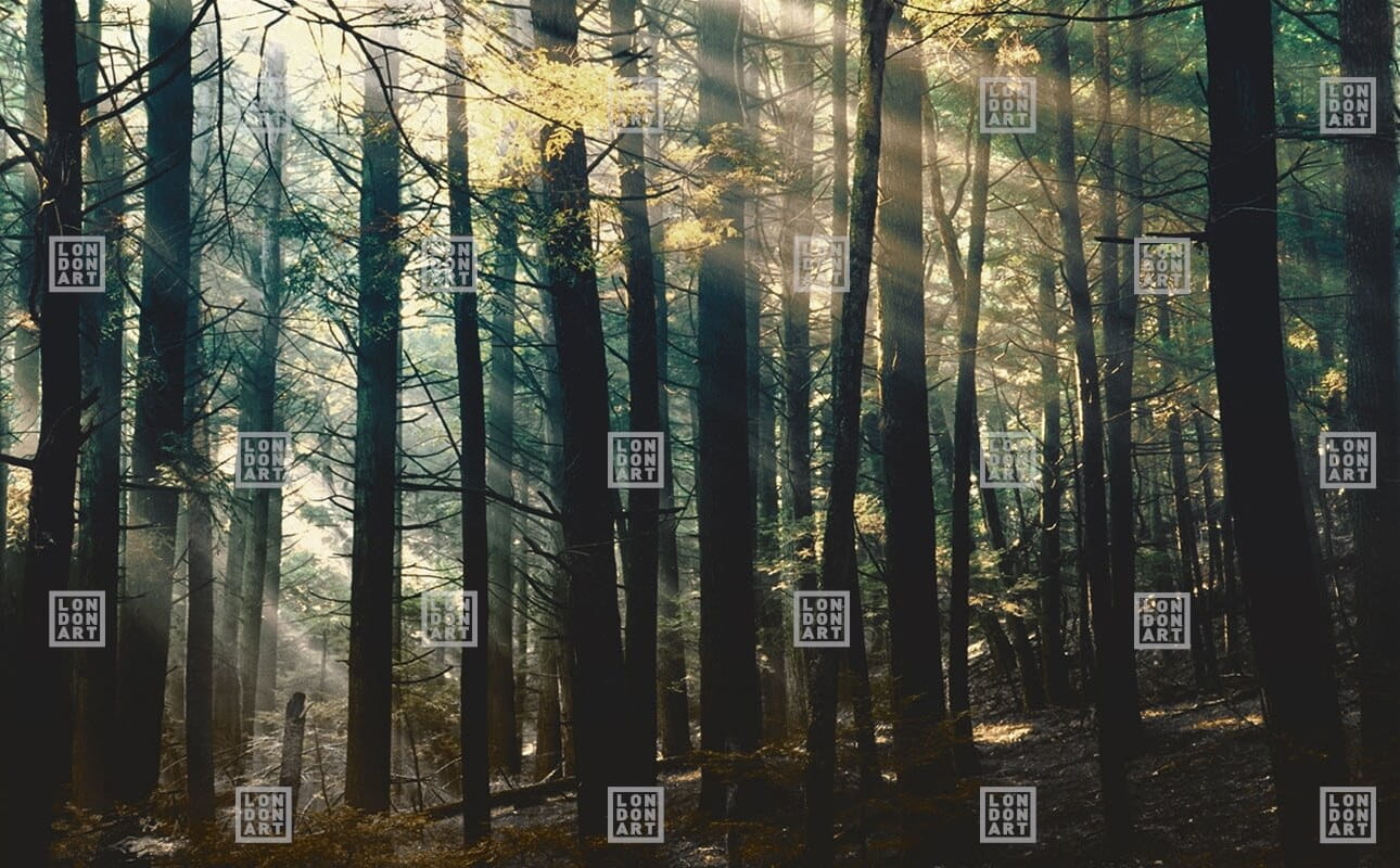 Fototapeta las London Art DSQ2W01-2 Canadian Forest Dsquared2