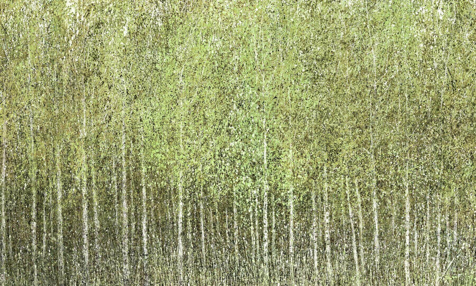 Fototapeta brzozowy las Wonderwall Euporie 35054404