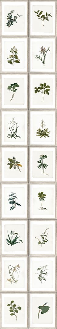 Mural zielnik Mind the Gap BOTANY WP20153 Premium Designer Wallpaper Collection