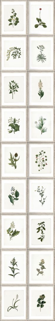 Mural zielnik Mind the Gap BOTANY WP20153 Premium Designer Wallpaper Collection