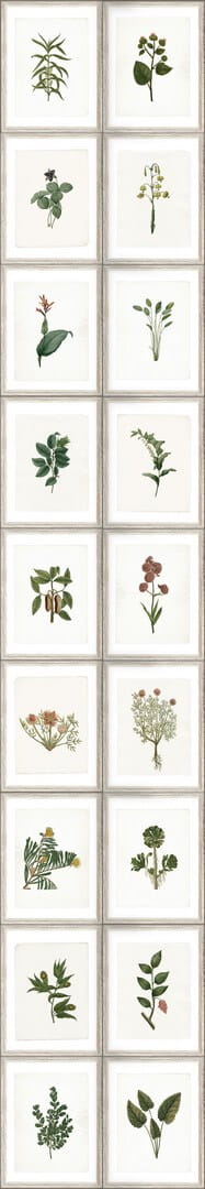 Mural zielnik Mind the Gap BOTANY WP20153 Premium Designer Wallpaper Collection