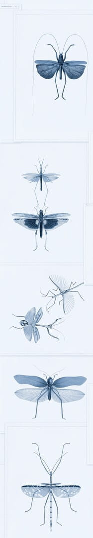Mural owady Mind the Gap ENTOMOLOGY Blue WP20235 Premium Designer Wallpaper Collection