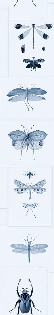 Mural owady Mind the Gap ENTOMOLOGY Blue WP20235 Premium Designer Wallpaper Collection