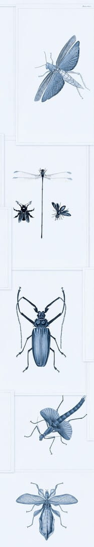 Mural owady Mind the Gap ENTOMOLOGY Blue WP20235 Premium Designer Wallpaper Collection