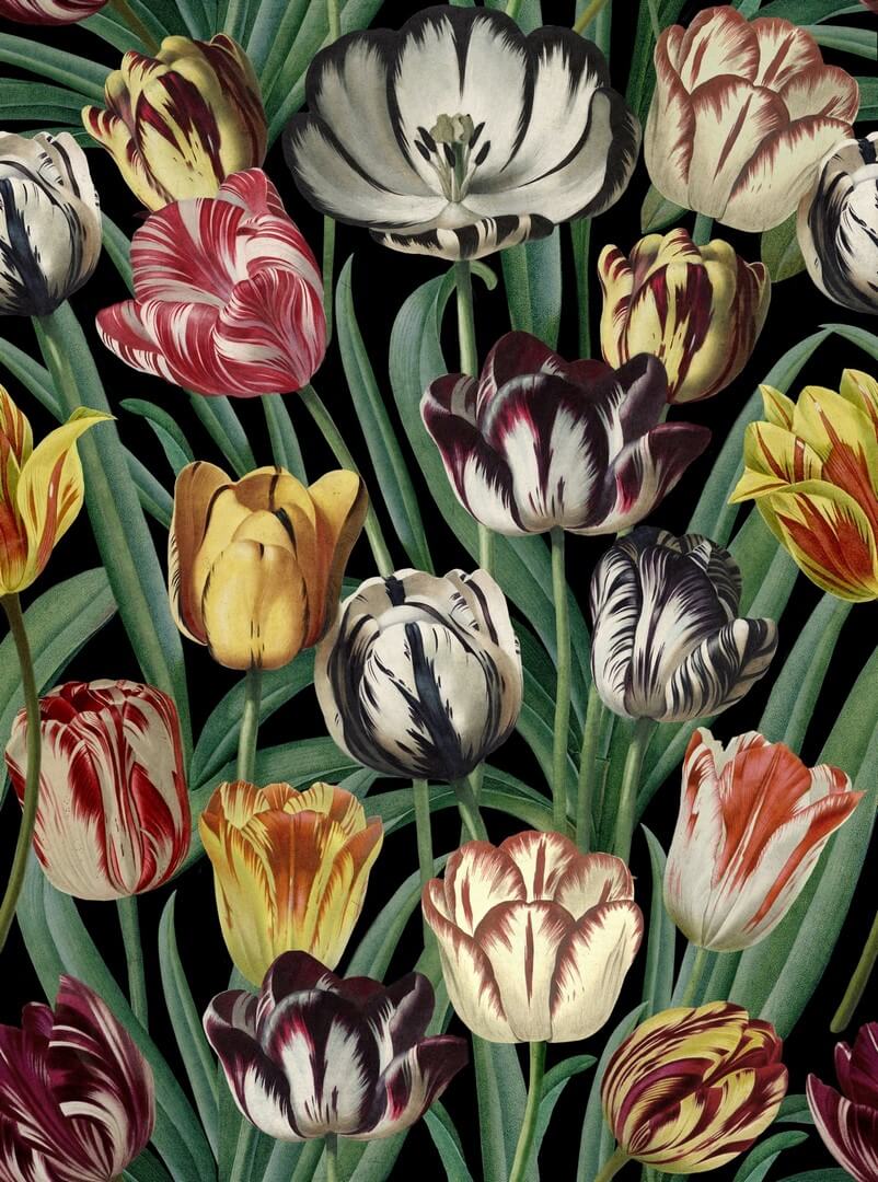 Mural tulipany Mind the Gap TULIPA WP20178 Premium Designer Wallpaper Collection