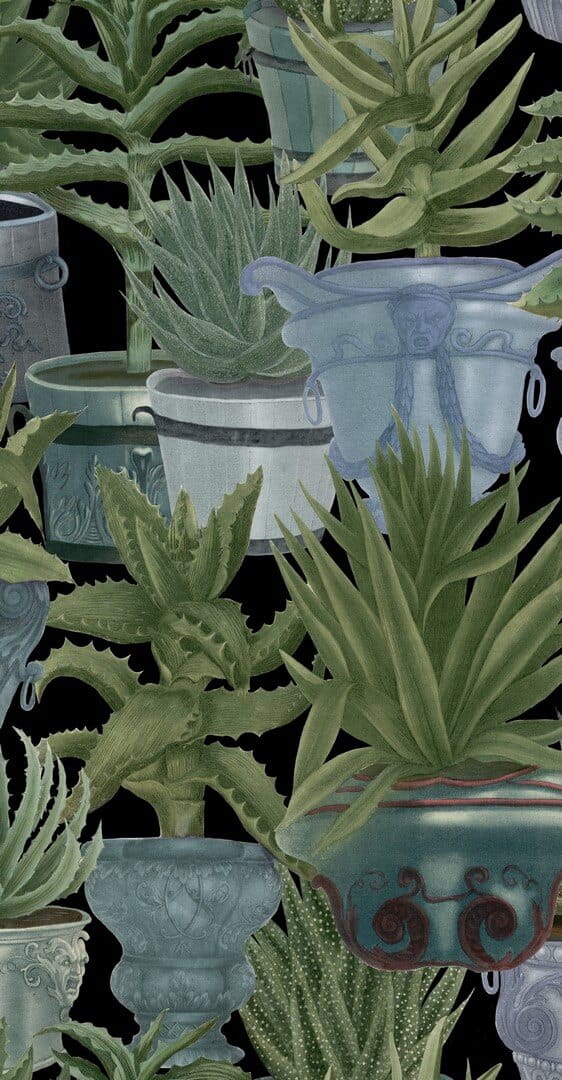 Mural sukulenty w doniczkach Mind the Gap ECHEVERIA WP20163 Premium Designer Wallpaper Collection