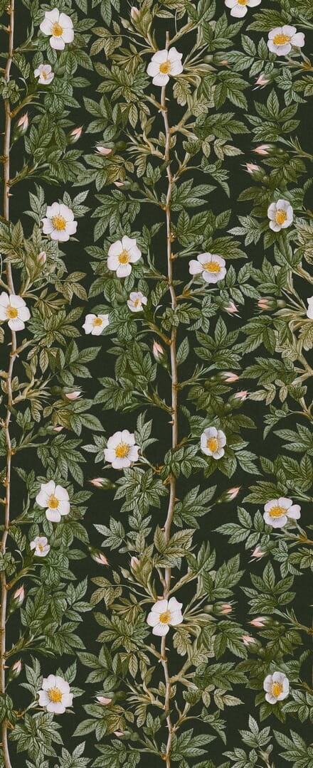 Fototapeta pnącza róż Rebel Walls R18703 Rose Hip Midnight Cottage Core