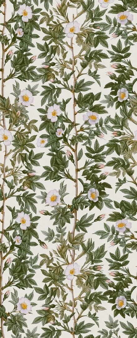 Fototapeta pnącza róż Rebel Walls R18704 Rose Hip Green Cottage Core