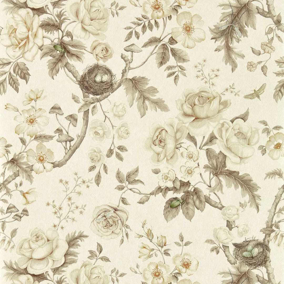 Tapeta botaniczna Sanderson 217315 Tansy Bloom Giles Deacon