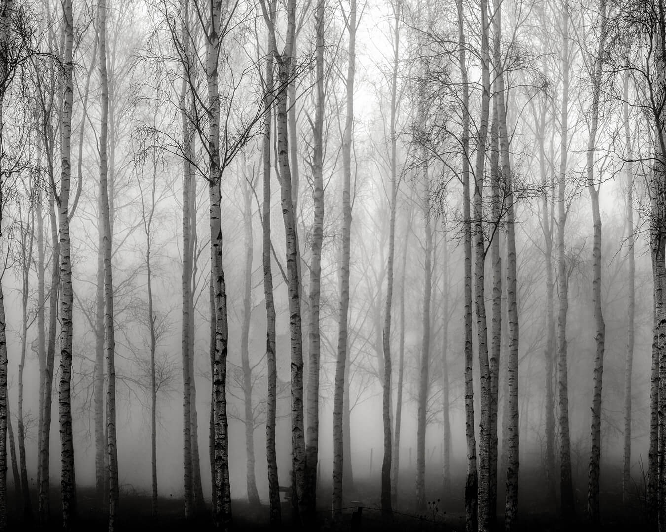 Fototapeta zamglony brzozowy las Rebel Walls R18847 Birch Fog Black White Mystic Shades