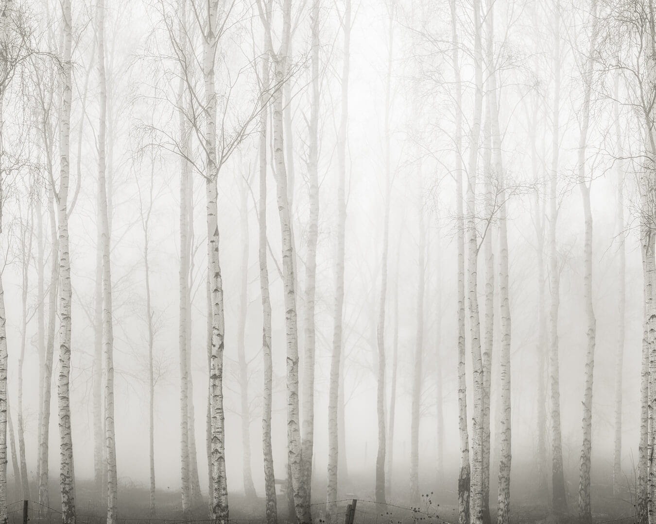 Fototapeta zamglony brzozowy las Rebel Walls R18848 Birch Fog White Mystic Shades