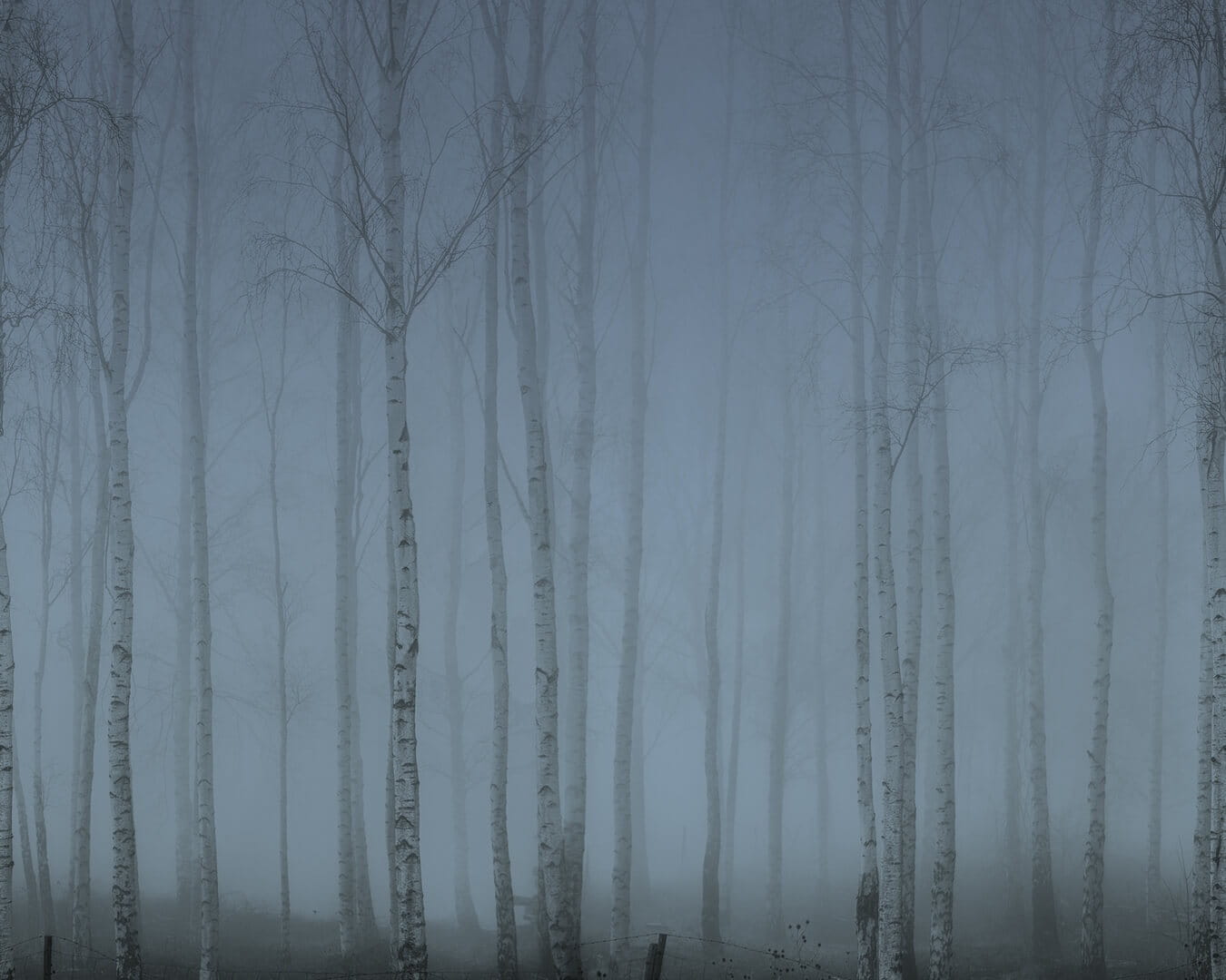 Fototapeta zamglony brzozowy las Rebel Walls R18849 Birch Fog Blue Mystic Shades