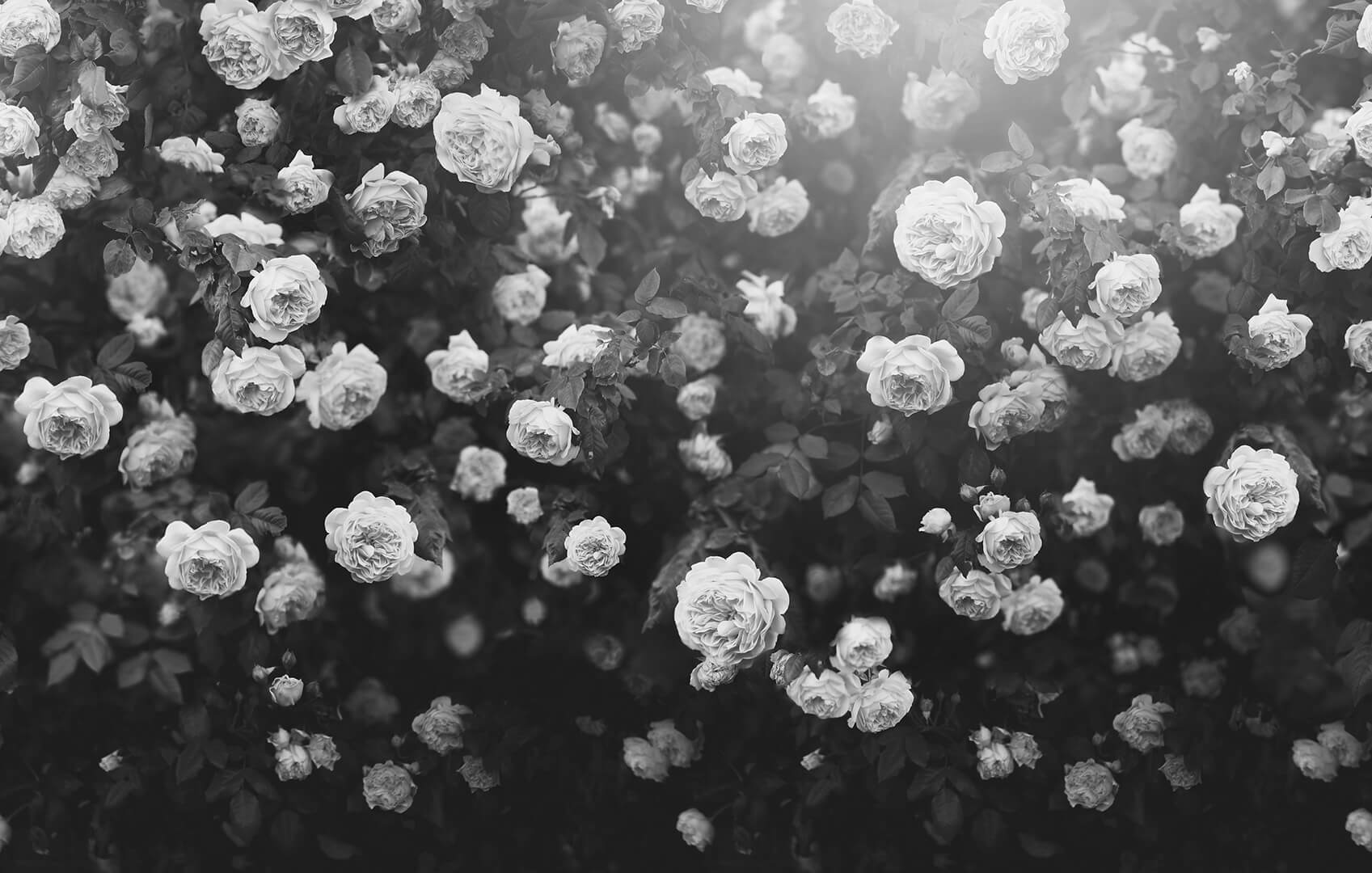 Fototapeta róże Rebel Walls R18856 Regal Rose Black White Mystic Shades