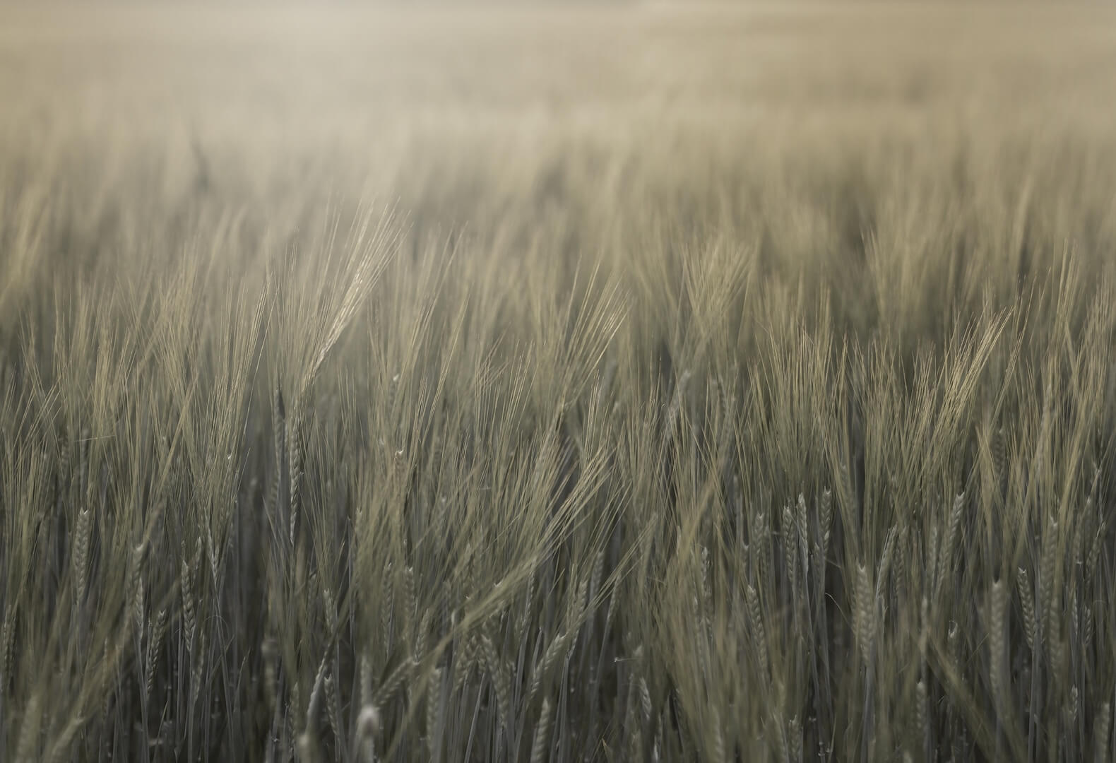 Fototapeta pola zbóż Rebel Walls R18859 Rye Field Green Mystic Shades