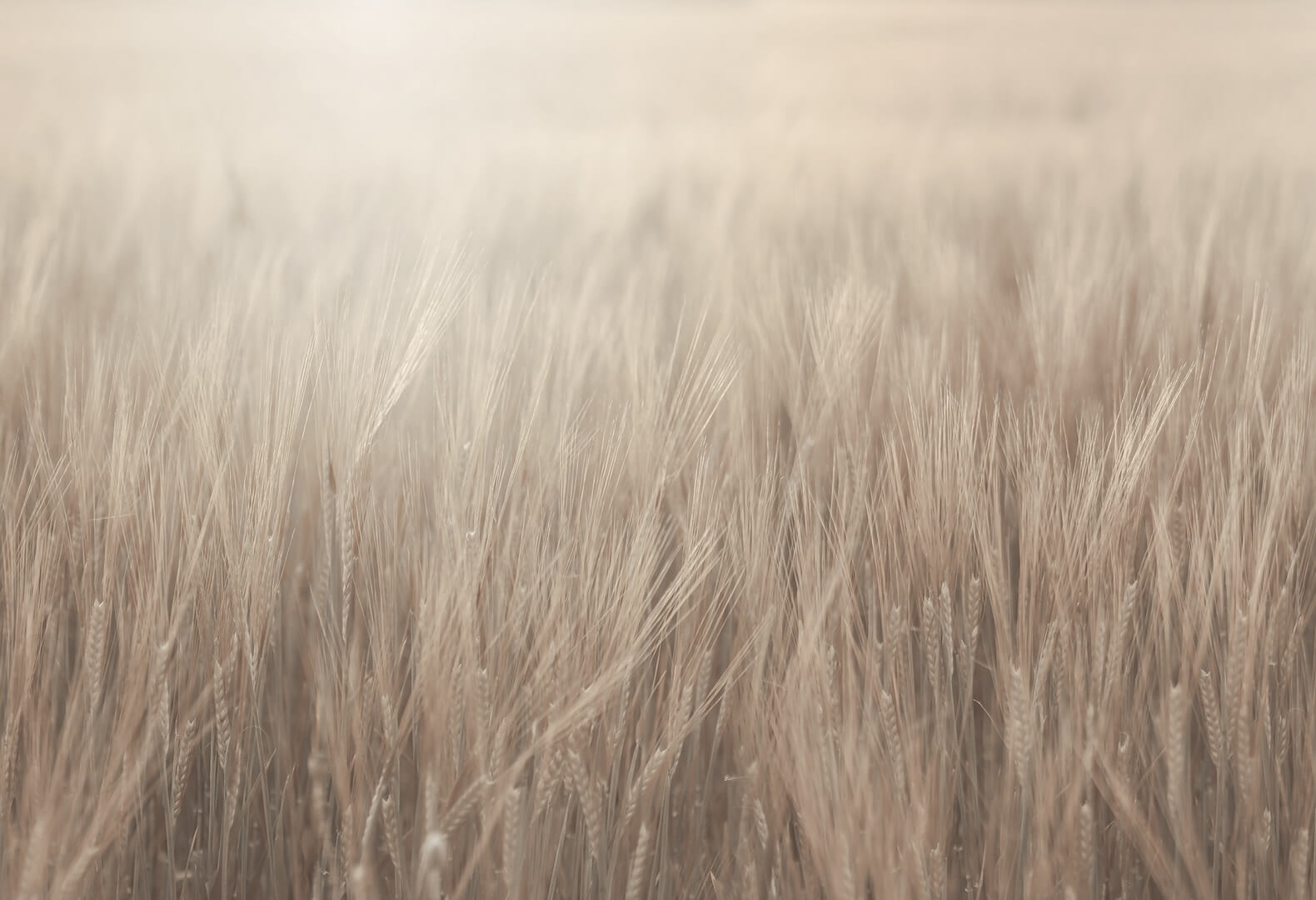 Fototapeta pola zbóż Rebel Walls R18860 Rye Field Beige Mystic Shades